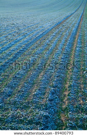 autumn field with silver frost on plants, vertical
