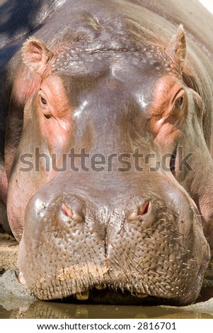 Hippopotamus, close-up. Frontal direct into the ugly face.