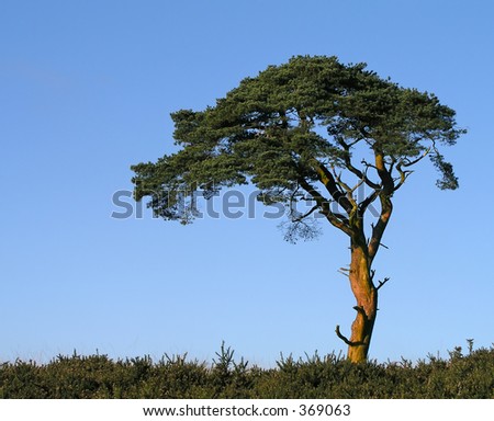 Lone tree on Priddy Moor in England