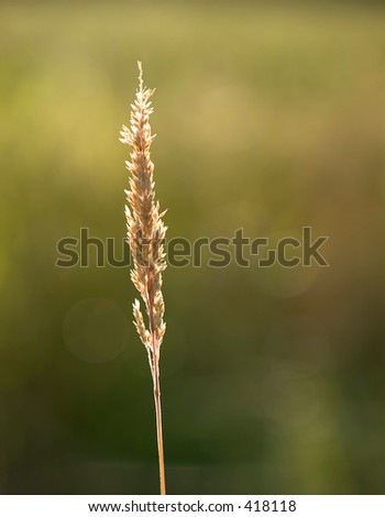 Golden grass blade with seed head with sun back lighting