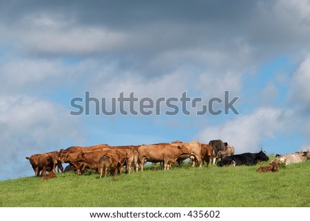 Rural scene of cattle in a field