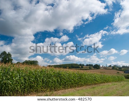 English countryside scene with maize crops
