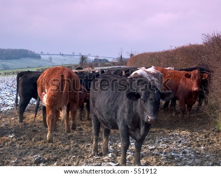 Cattle in winter gathering around a feeder
