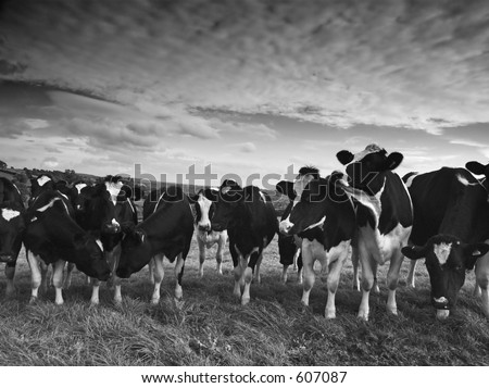 Cattle in black and white