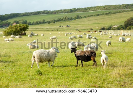 White sheep looking at ugly half-cut fur black sheep on green field, with the view of other white sheep