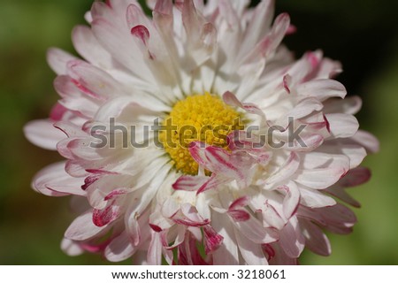 the white and red  camomile in botany garden, close-up, macro