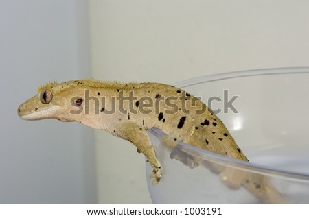 stock photo : Red Dalmatian Crested Gecko