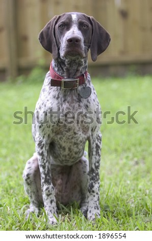 stock photo : German Shorthaired Pointer Puppy