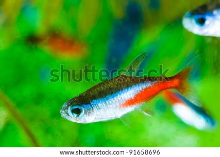 Neon Fish (Paracheirodon axelrodi) in aquarium on green background