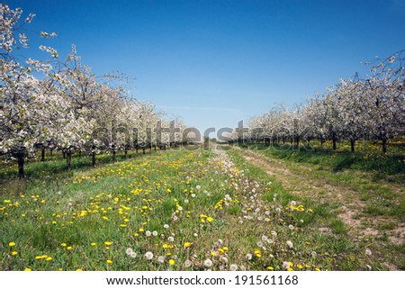 Apple orchard, spring