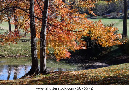 Small body of water with autumn leaves in the foreground
