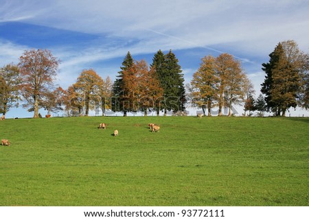 Meadow with cows and a row of trees in Bavaria, Germany.