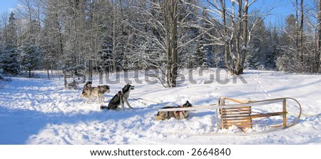 Husky dogs having some rest in the deep mountain forest while dogsledding activity in Quebec