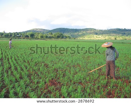 Two farmer women working in a ricefield - Kalaw - Myanmar.