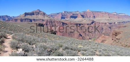 dry vegetation