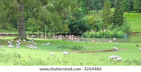 Pink flamingo on a river with grass around - Cleres National Park - France - Panorama.