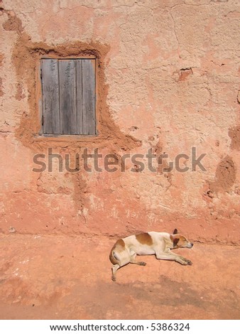 Dog sleeping along a house wall - Andringitra park - Madagascar.
