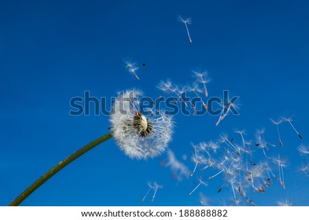 dandelion seeds flying in the blue sky