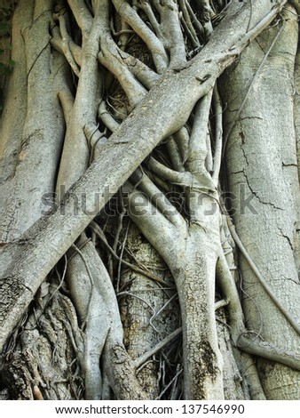 Closeup of banyan tree trunk roots with carvings