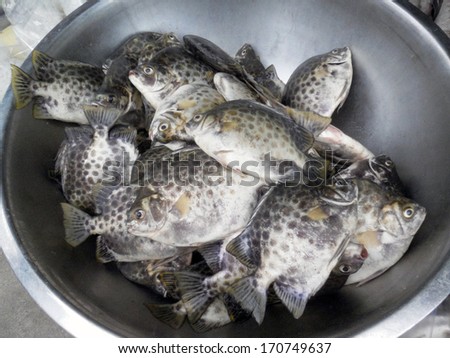 Raw fishes in bucket for cooking
