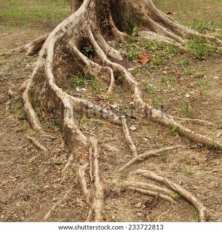 Forest tree with roots