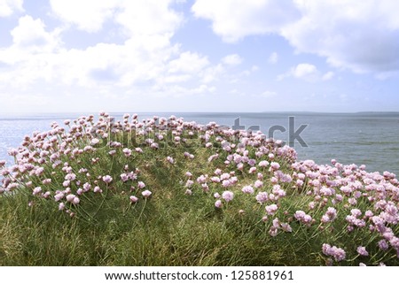 irish wildflowers on the cliffs edge in county Kerry Ireland