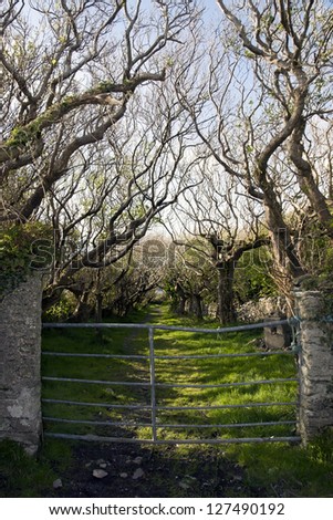 entrance to a tree lined grass path in the county Kerry Irish countryside