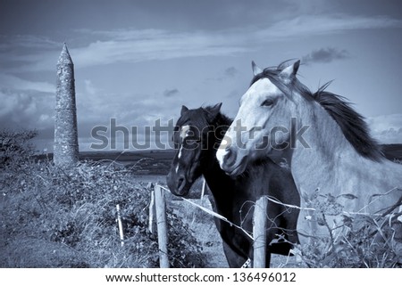 two Irish horses and ancient round tower in the beautiful Ardmore countryside of county Waterford Ireland