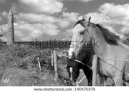 two Irish horses and ancient round tower in the beautiful Ardmore countryside of county Waterford Ireland black and white