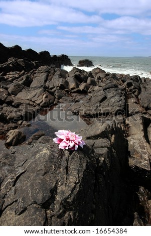 a single flower on the rocks in ireland as the waves roll in