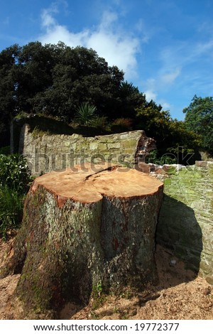 a tree stump in an old countryside estate