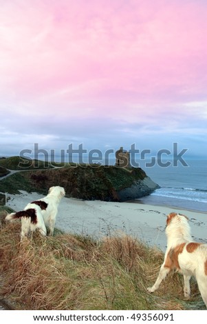 two dogs on the snowy clifftop viewing the sunset and castle in ballybunion county kerry ireland