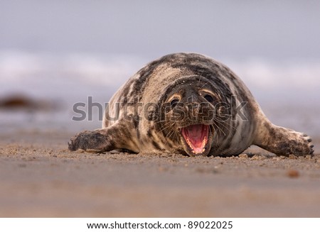 Harbor seal smiling and walking at the sand beach