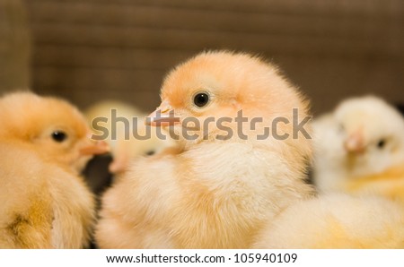 Portrait of chicken broilers. Poultry farm