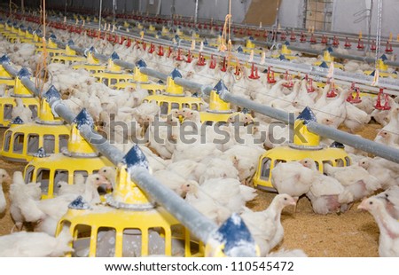 Chicken Poultry