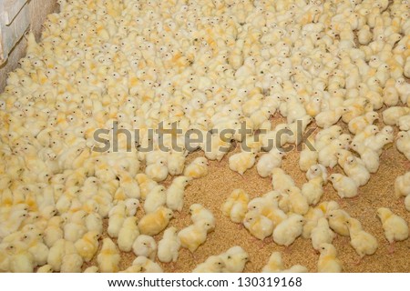 Chicken . Poultry farm