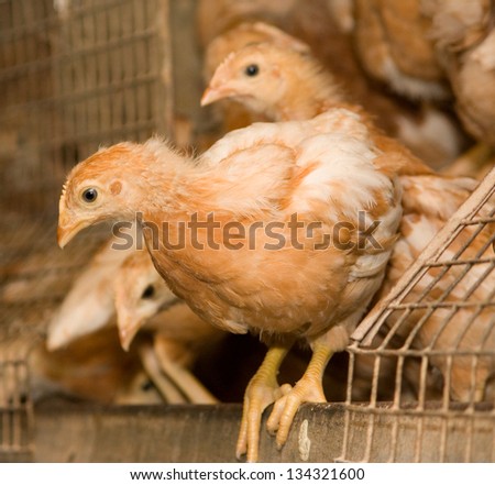 Chickens. Poultry farm