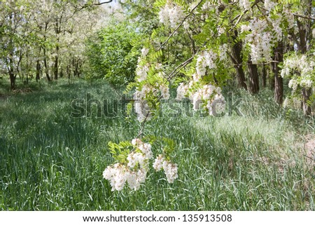 Branch of white acacia flowers (robinia pseud acacia)