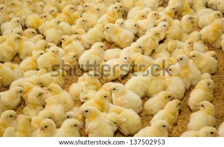 Chicken . Poultry Farm