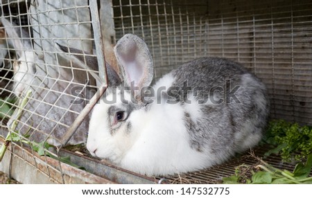 Rabbit in a cage. Farm