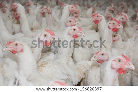 Chickens. Poultry farm