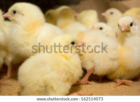 Chicken broilers. Poultry farm