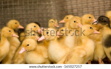 Poultry Farm. Ducklings