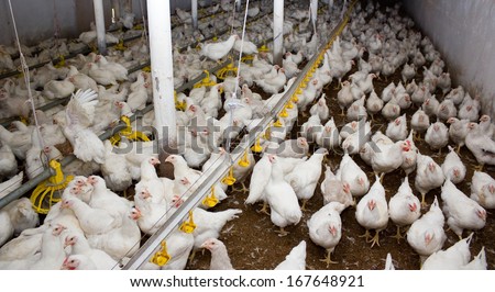 Chickens. Poultry Farm