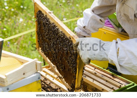 Beekeeper working with beehives in Alpine meadow.