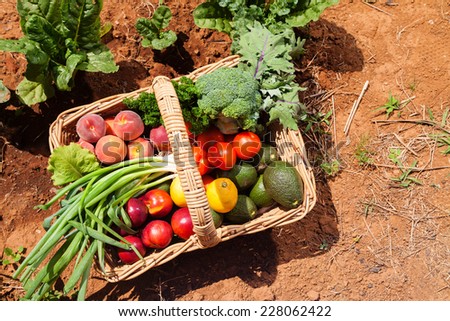Basket of fresh organic fruit and vegetables in garden