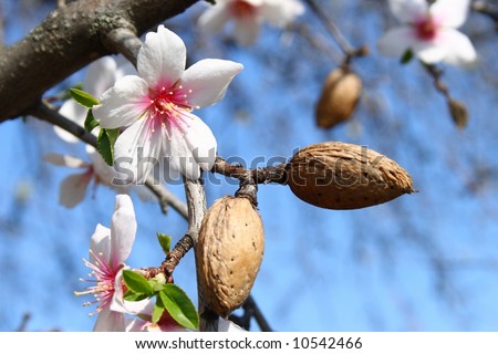 Are an almond and his flower.