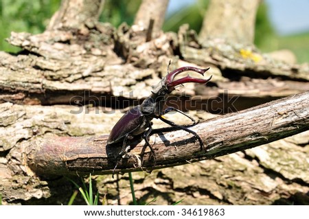 A stag-beetle crawls on the tribe of a tree.