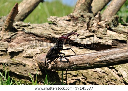 A stag-beetle crawls on the tribe of a tree.