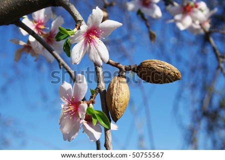 The vernal blooming of an almond tree.